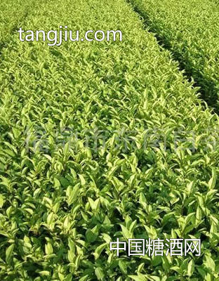 【多奇】——“福鼎大白”茶苗