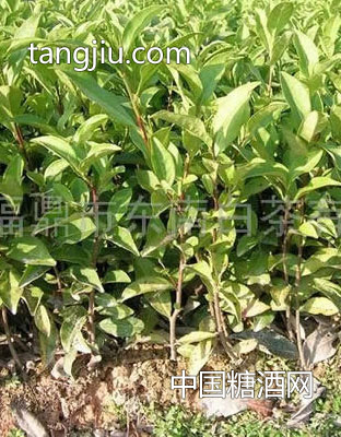 【多奇】——“福鼎大毫”茶苗