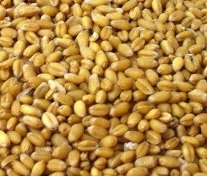 供应小麦、高粱 粮食类批发