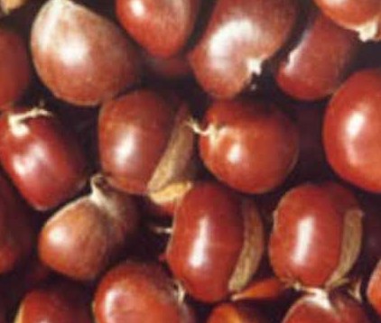 供应板栗、核桃 干果类批发