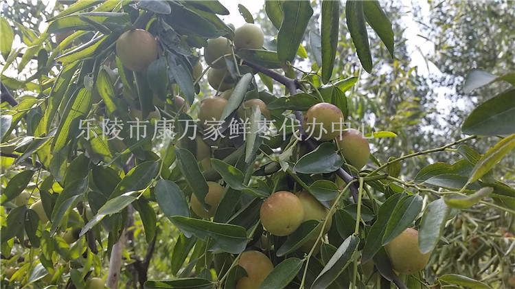 山东鲜枣批发商
