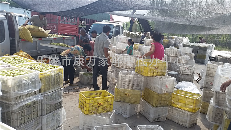 供应鲜枣价格产地报价