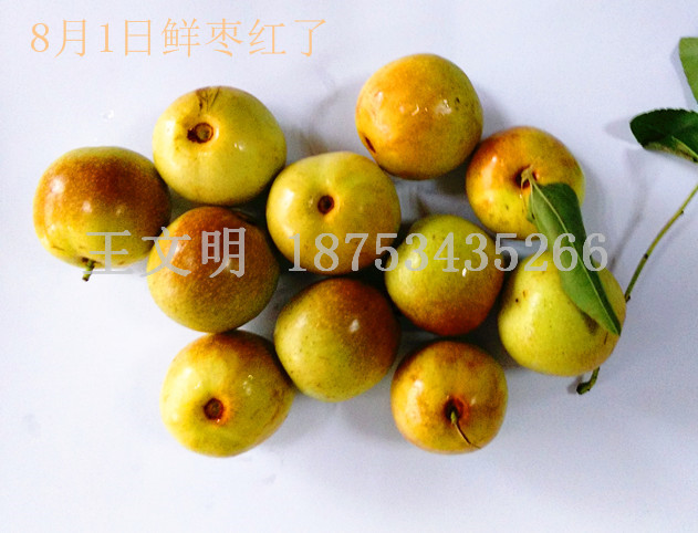 大量鲜梨枣上市批发销售今日价格
