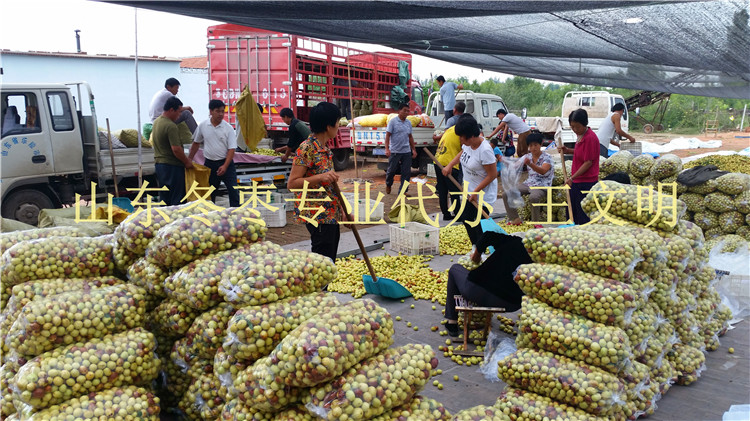 山东鲜大枣产地代办