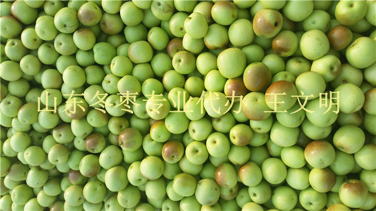 山东冬枣收购价格 全行很低