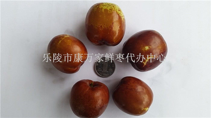 乐陵圆红枣产地供应商