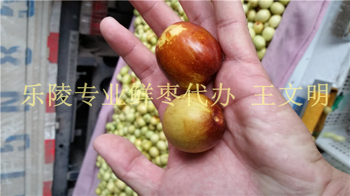 山东哪里有枣子