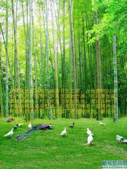 2013年3月12日新报价全国大毛竹苗基地千万毛竹苗0