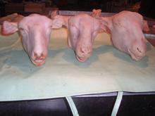 供应冷冻羊脖子 羊拐骨 羊心