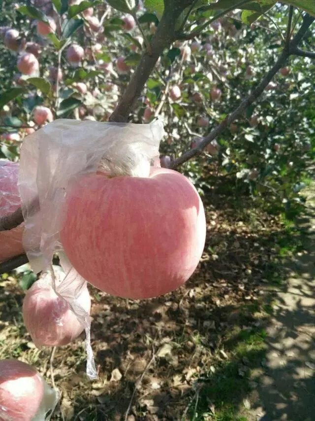 供应陕西红富士苹果种植基地