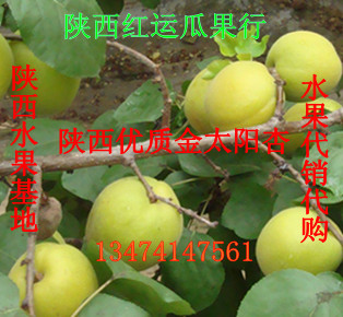 陕西凯特杏产地凯特杏价格