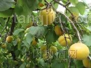陕西凯特杏产地格
