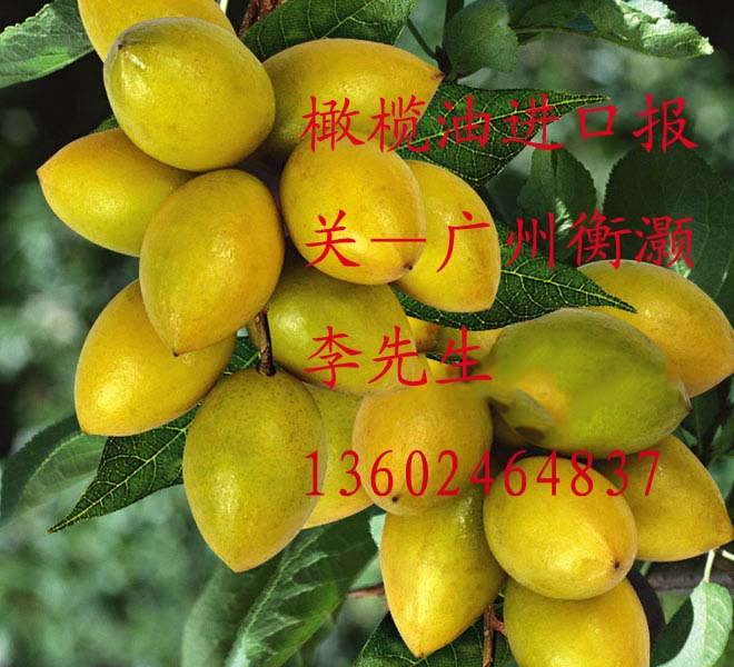 供应橄榄油进口报关
