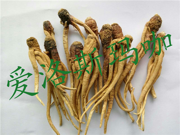 爱洛斯玛咖参
