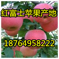 供应红富士苹果多少钱一斤 山东红富士苹果价格
