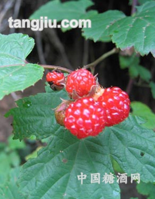 速冻果蔬杏鲍菇