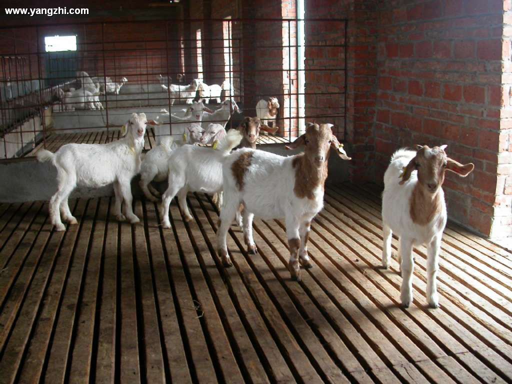 供肉羊羔育肥肉羊纯种波尔山羊黄羊小尾寒羊白山羊种羊