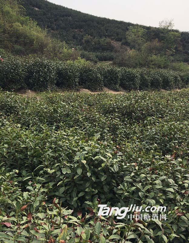 茶山