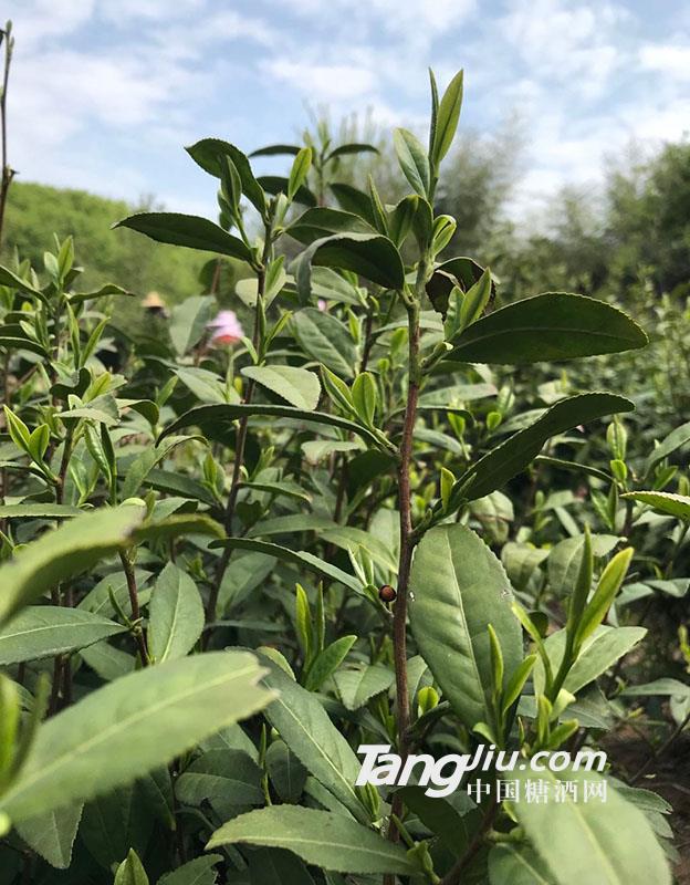 信阳毛尖茶