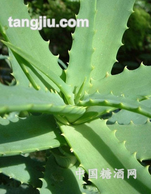 芦荟粉
