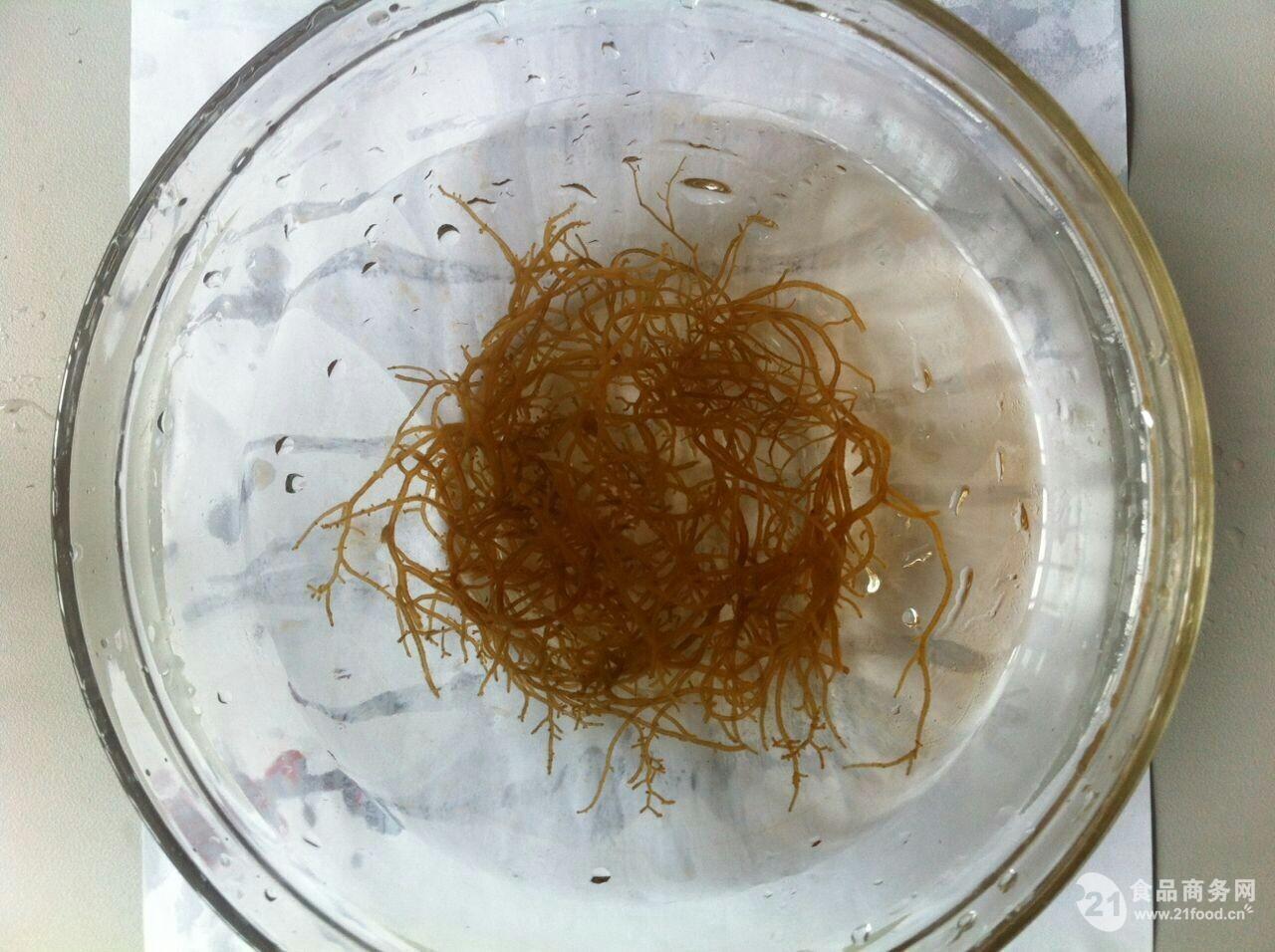 食用海蕴 盐渍 1000g/袋