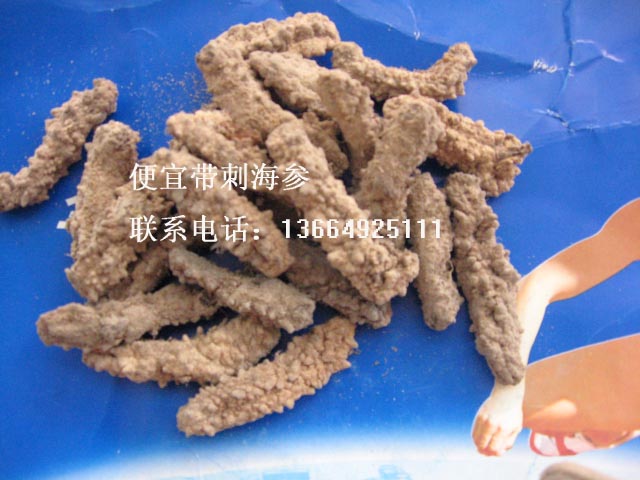 便宜带刺黄肉参