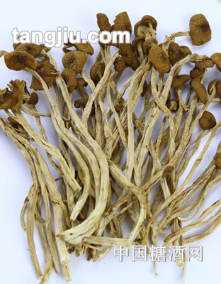 茶树菇
