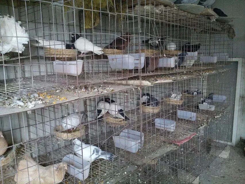 元宝鸽那里出售山东旺隆种鸽观赏鸽养殖基地