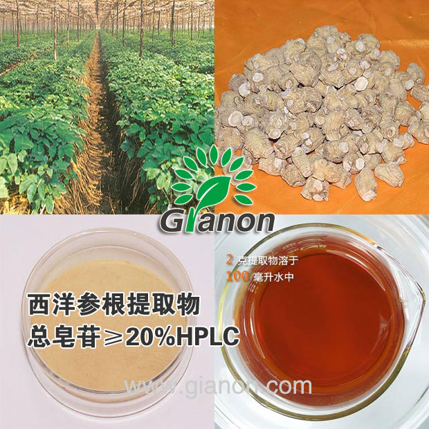 供应西洋参提取物