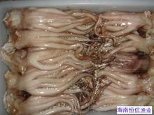 宁波供应进口冷冻干鲜鱿鱼 鱿鱼干 鱿鱼须 鱿鱼头