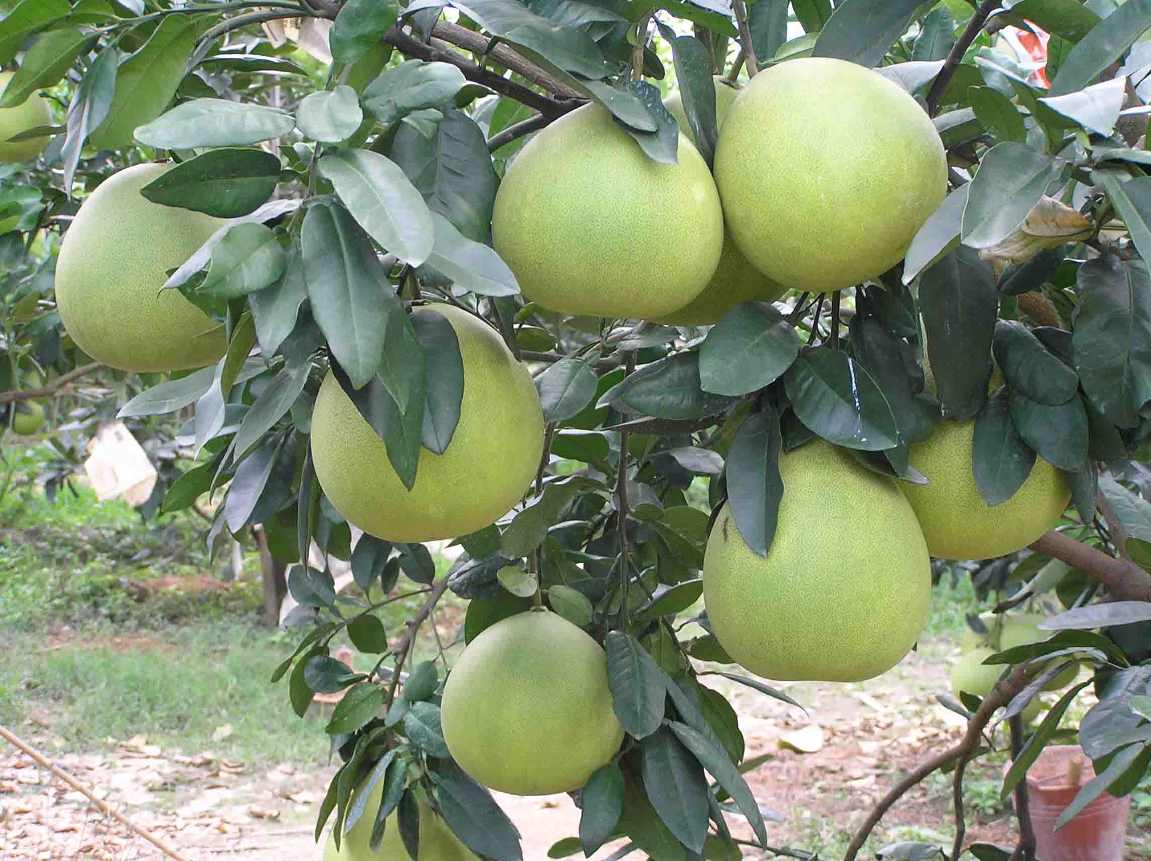 供红肉蜜柚 红心蜜柚