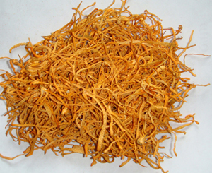 供应金质虫草花