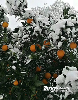 奉节脐橙-冬季挂果