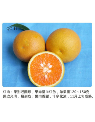 红肉脐橙