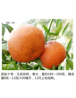 杂柑