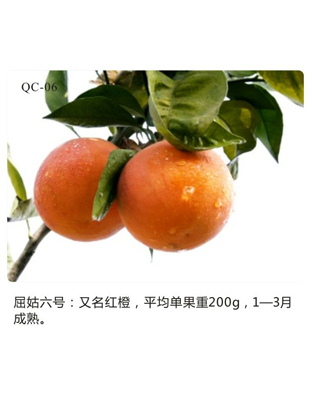 红橙
