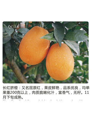长虹脐橙