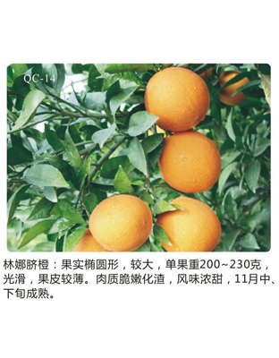 林娜脐橙