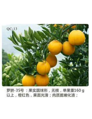 罗脐-35号