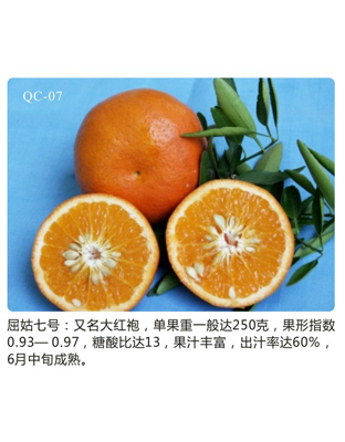 大红袍