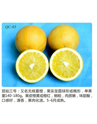 无核夏橙