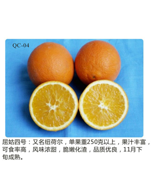 纽荷尔