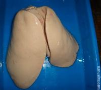 供应冷冻鹅肥肝价格_进口冷冻鹅肥肝批发