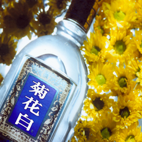菊花白