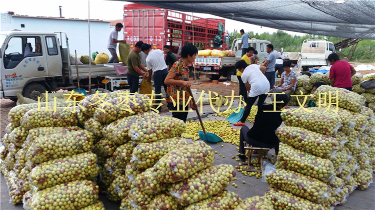 早熟冬枣基地批发经纪人