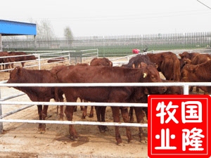 供应沈阳市有没有卖肉牛的》哪里有卖肉牛的