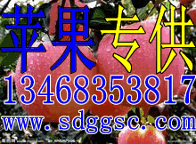 今年山东苹果前景如何？今年存苹果赚钱吗？山东苹果批