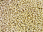 黄豆格 红豆批发厂家 豌豆供应商
