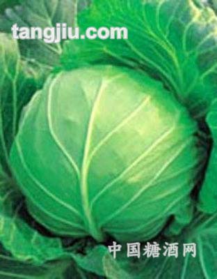保鲜蔬菜卷心菜
