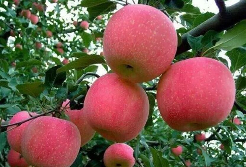 山东苹果种植基地保质耐运输